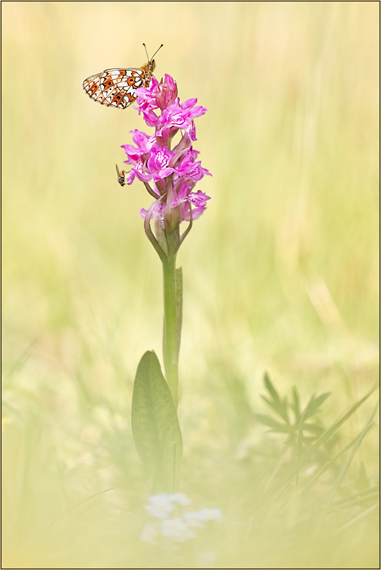 ~ Dactylorhiza majalis ~