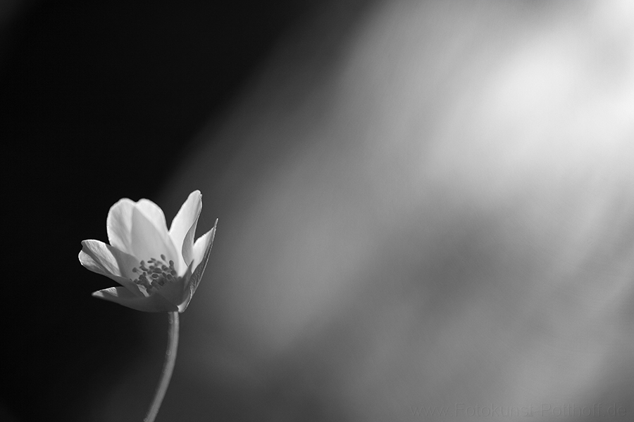 Zwischen Licht und Schatten...