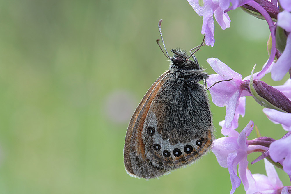 Alpen-Wiesenvögelchen