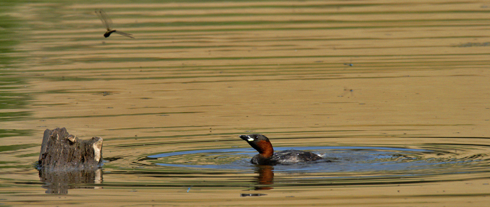 Des Rätsels Lösung - Libellenjagd