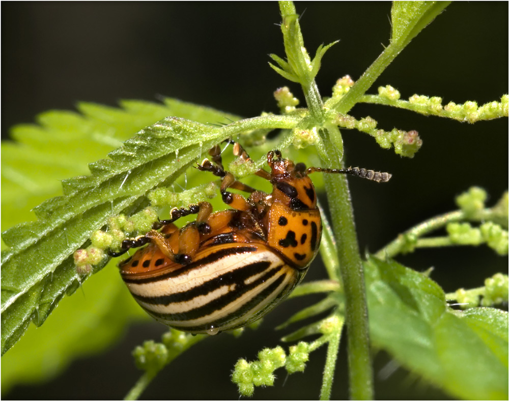 Kartoffelkäfer auf Abwegen
