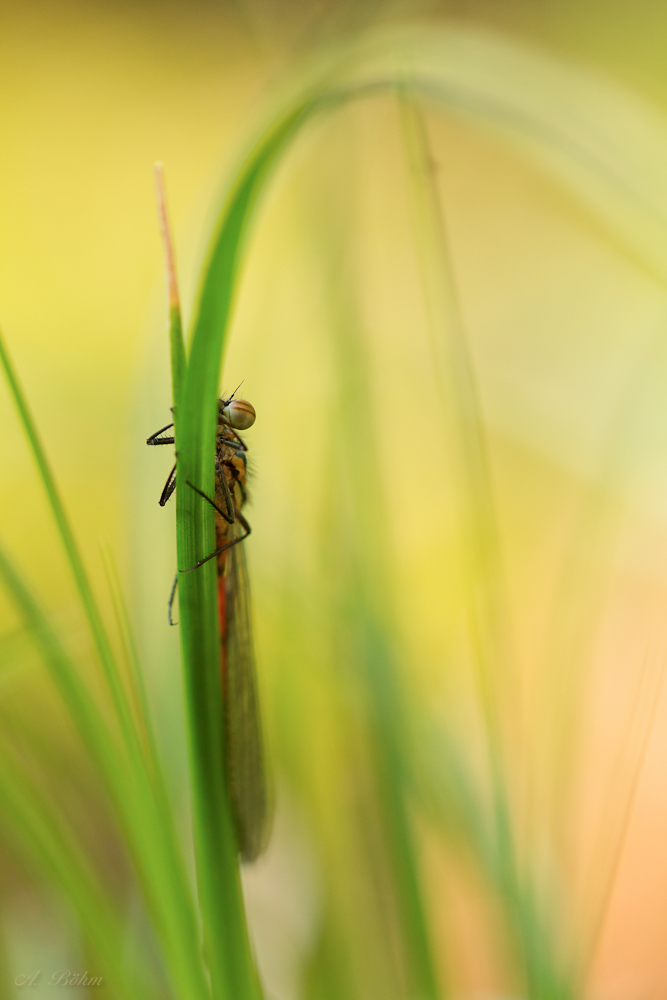 Ich seh dich auch...