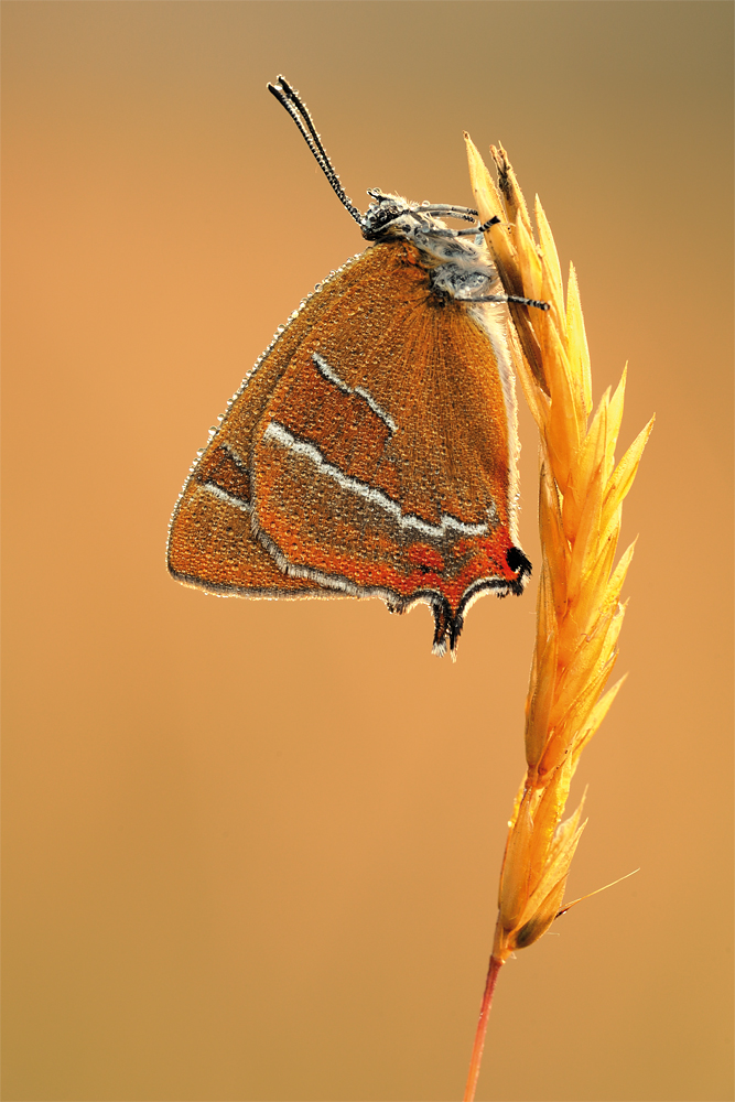 Nierenfleck-Zipfelfalter