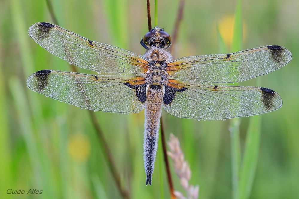 Vierfleck im Perlenkleid