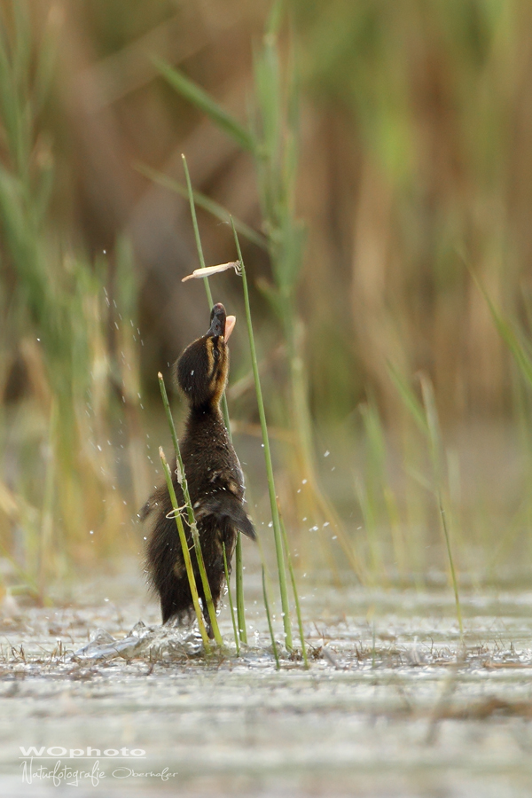 Die süßesten Früchte ...