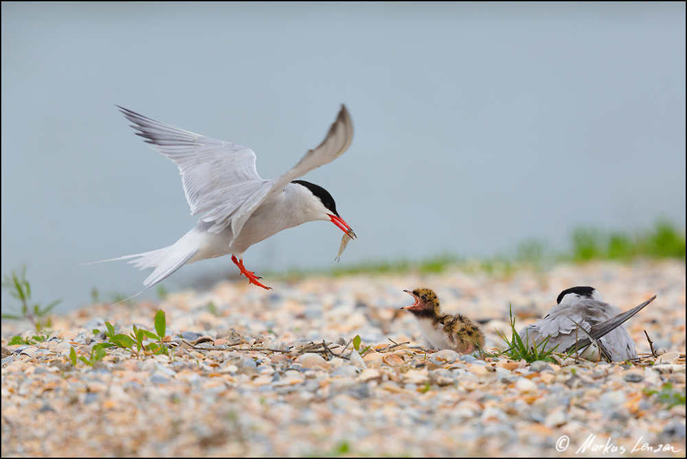 Seeschwalben (Sternidae) bei der Nachwuchsfütterung