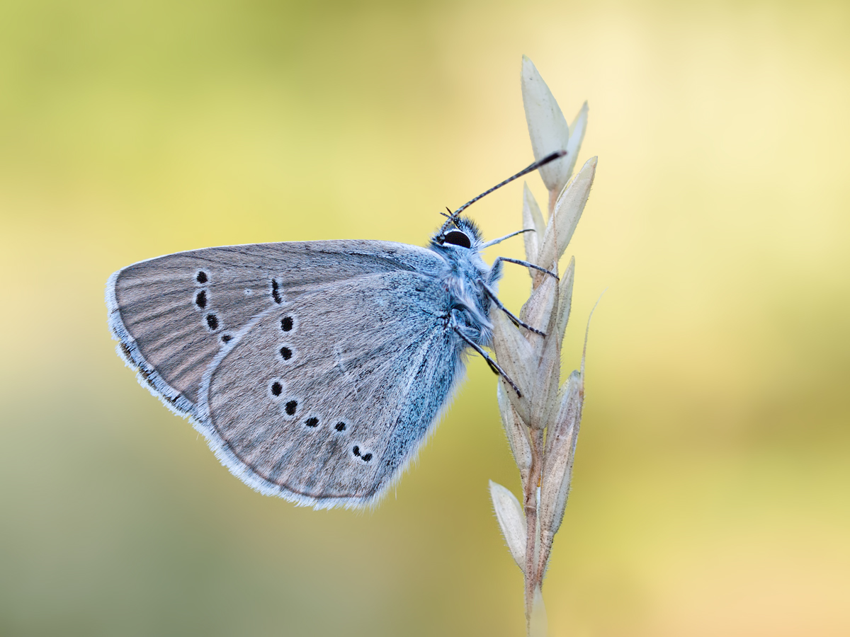 Polyommatus semiargus