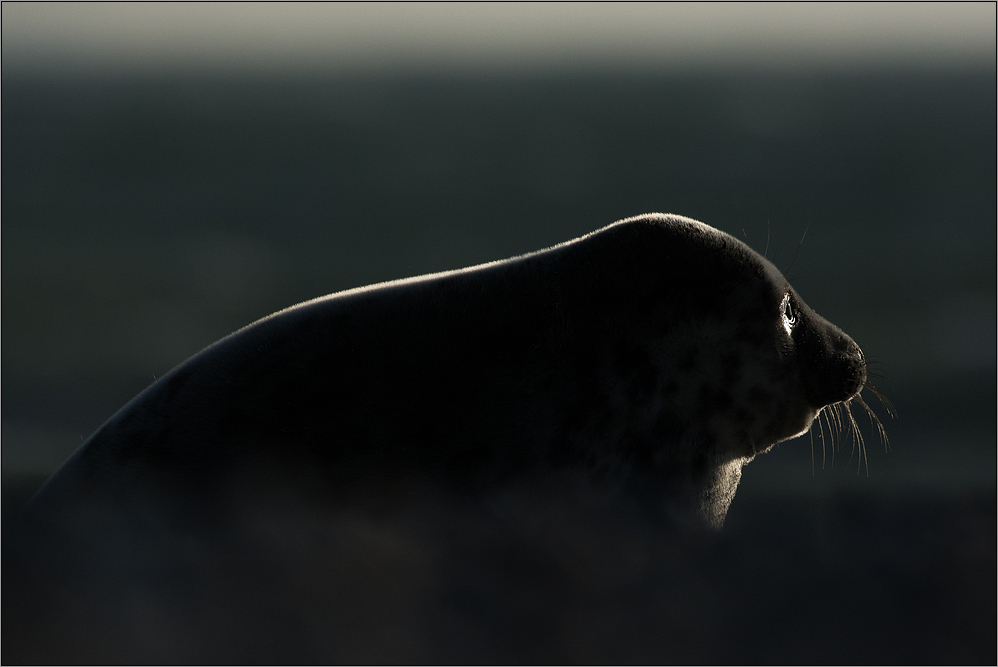 ~ Licht am Horizont ~