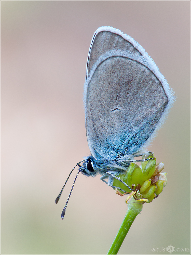 Aberation des Rotkleebläuling (Polyommatus semiargus)