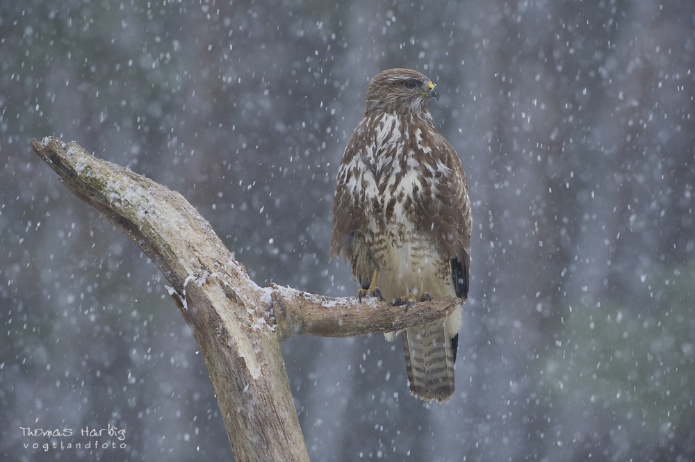 Bussard im Schnee