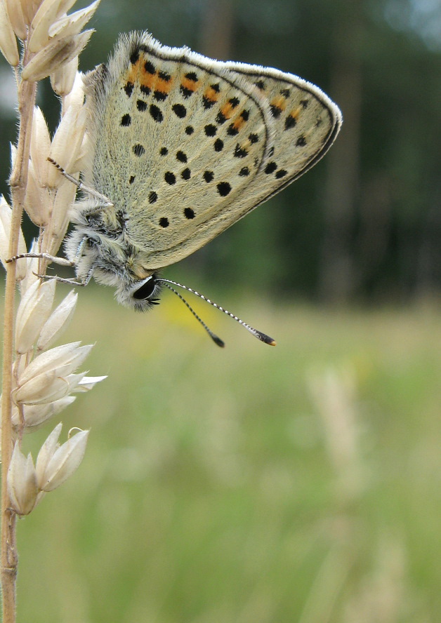 Brauner Feuerfalter am Grashalm