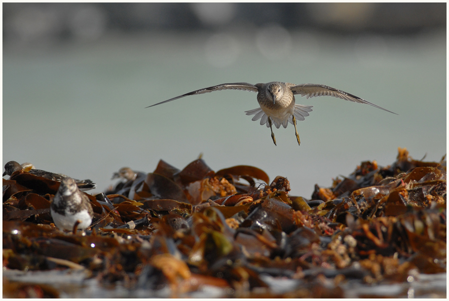 Calidris canutus