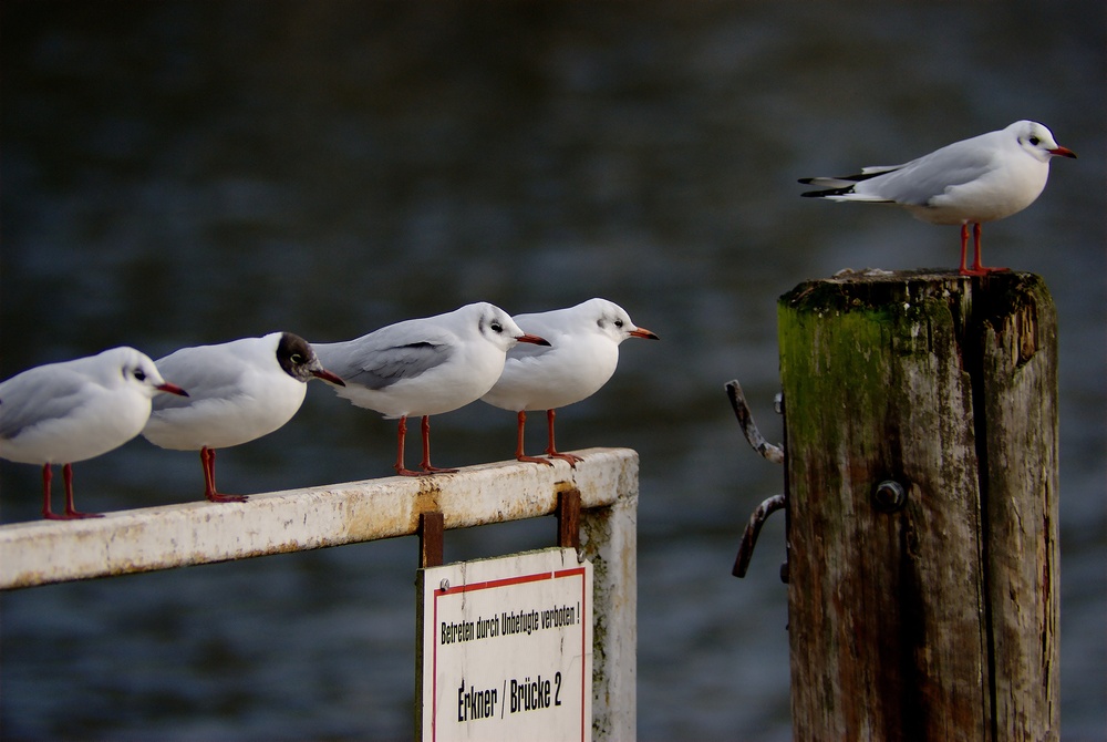 Da lachen doch die Möwen...