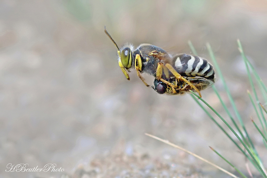 „Fliegenschlepper 6“ - Bembix rostrata    ND