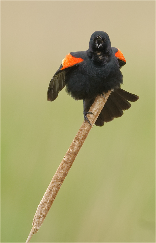 Red winged Blackbird