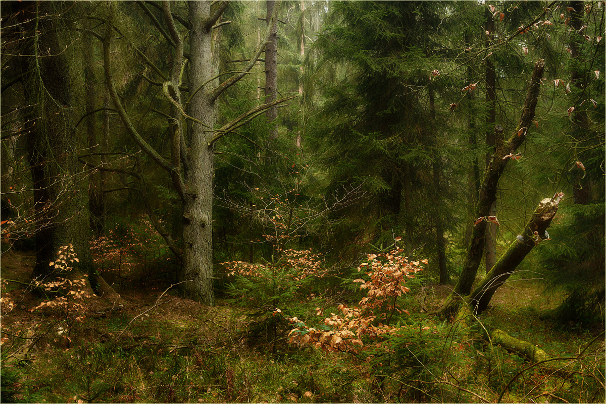 Kleines Walddurcheinander