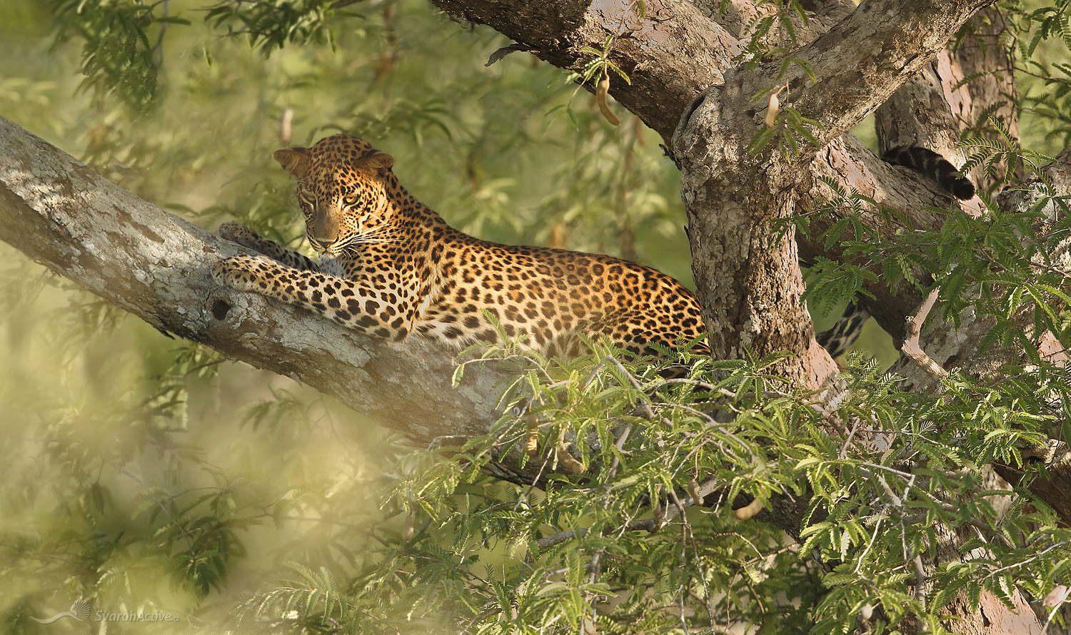 Leopard (Panthera pardus)