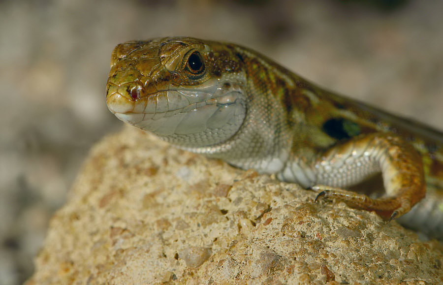 Ruineneidechse                     ZO