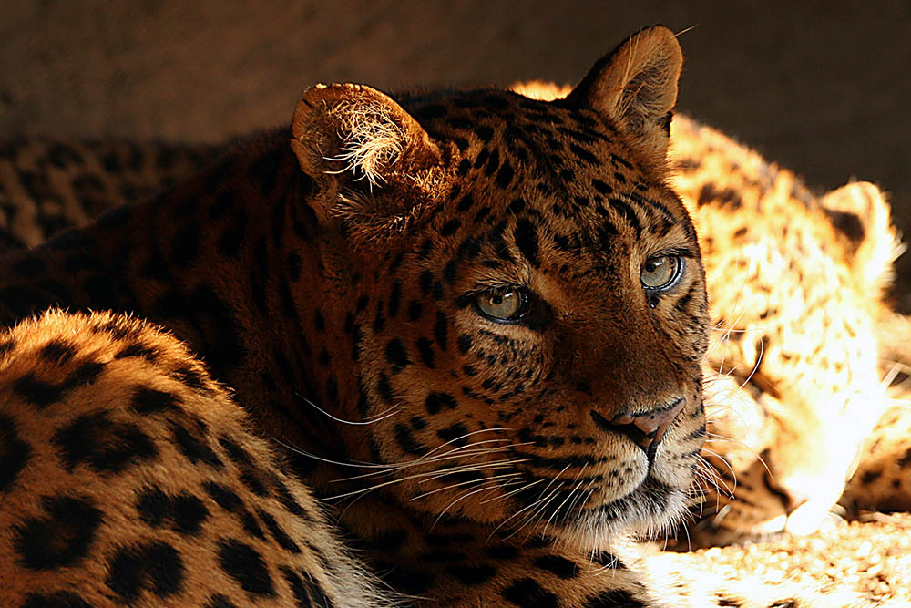 Panthera pardus japonensis