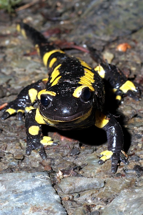 Salamandra salamandra terrestris ND/EBV