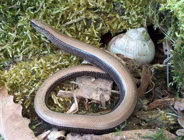 Blindschleiche zum zweiten