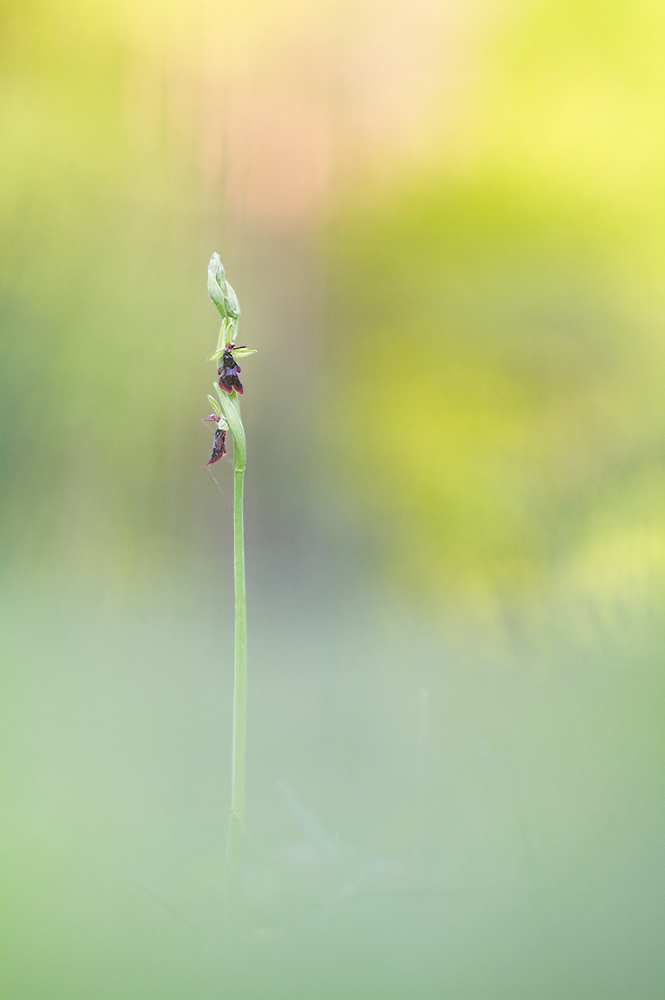 Ophrys insectifera