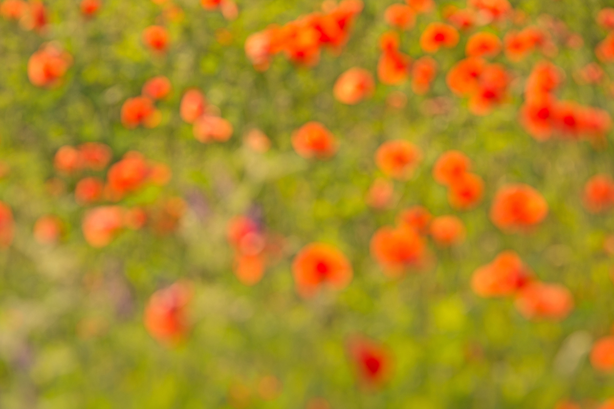 Feld voller Mohnlampignons