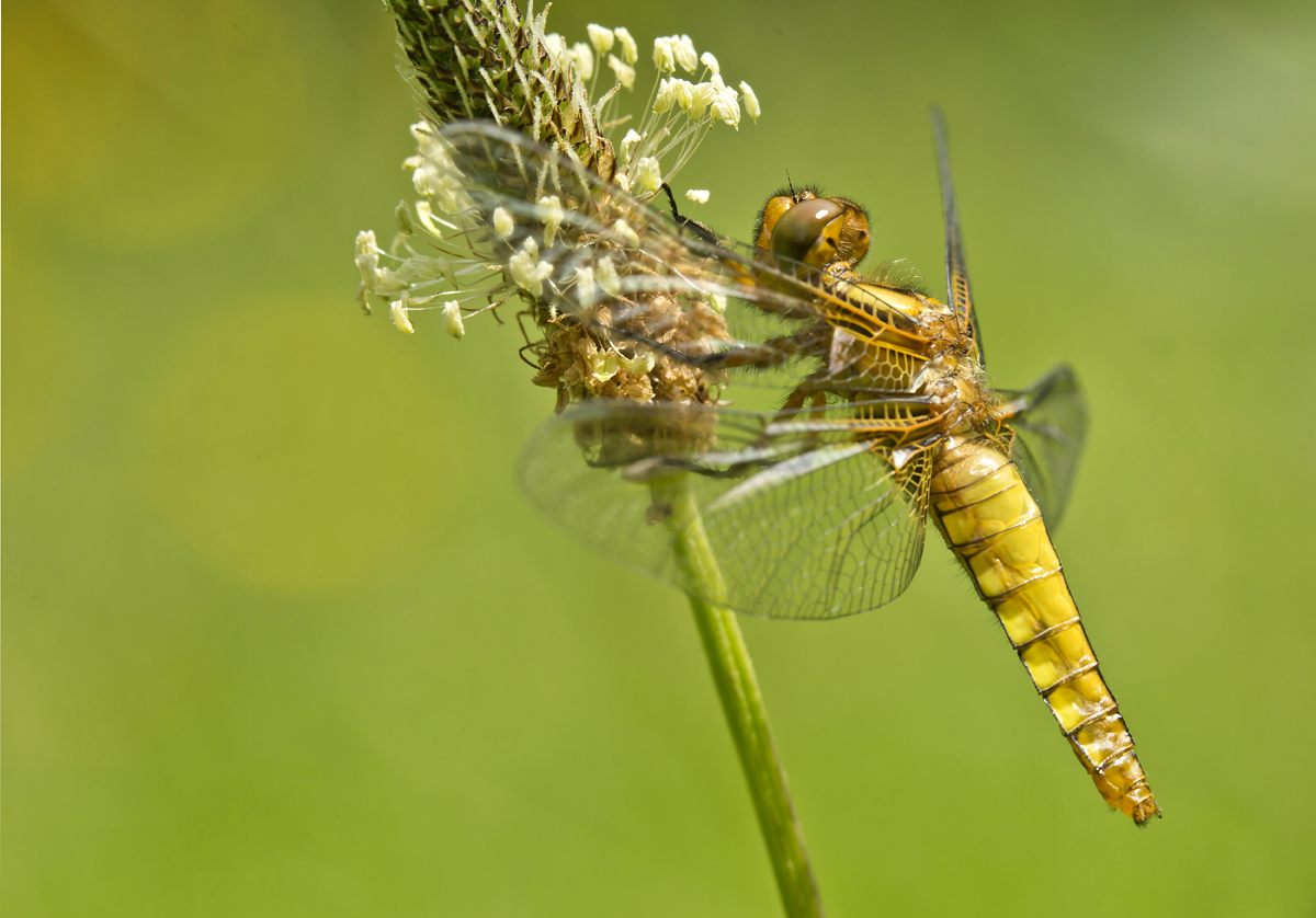 PLattbauch zum Dritten...