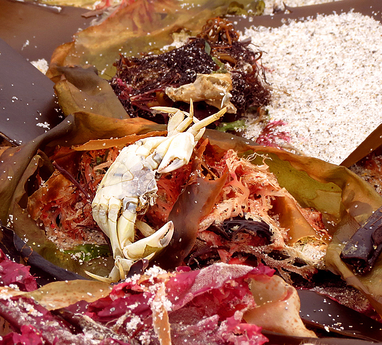 Still-Life created by the Sea