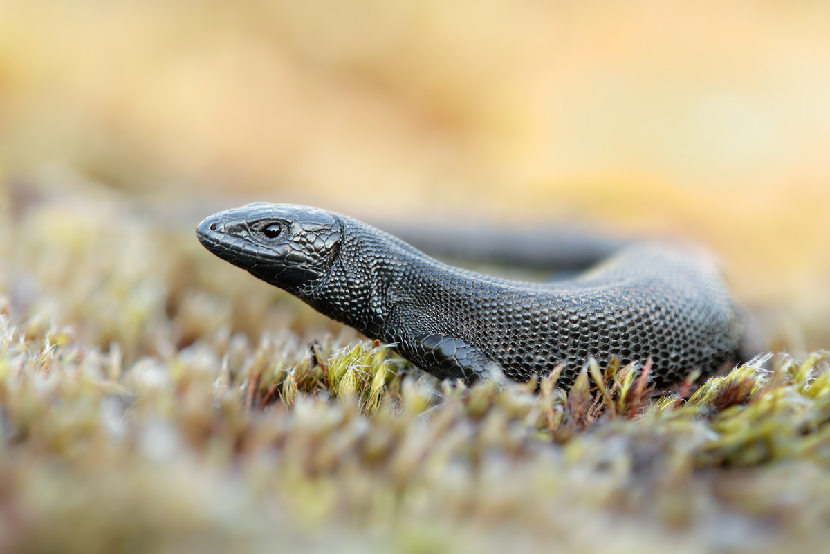 M-e-l-a-n-i-s-t-i-s-c-h