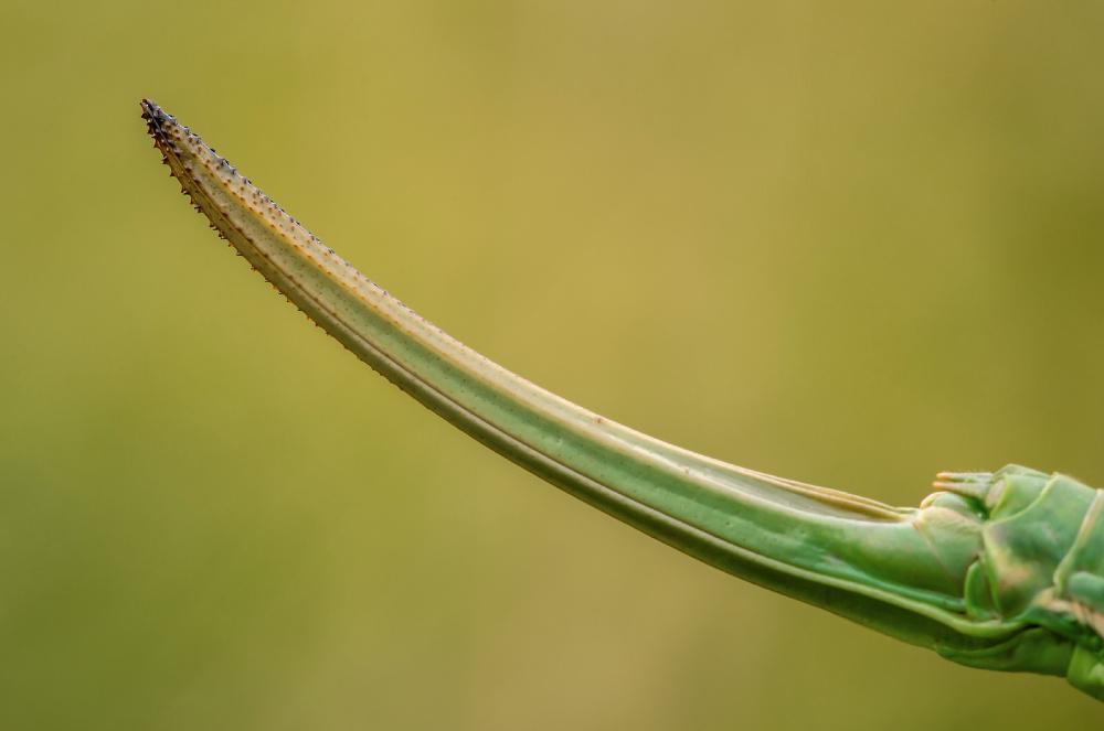 Das Schwert der Königin