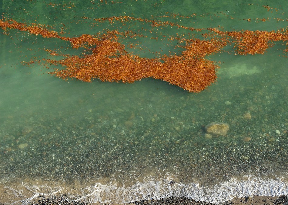 Laubteppich vor Rügen
