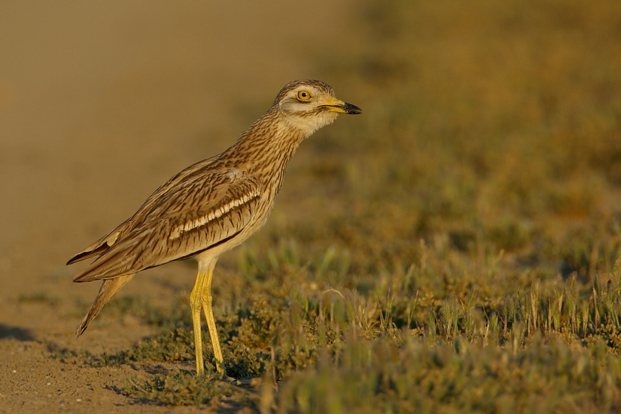 Triel (Burhinus oedicnemus)