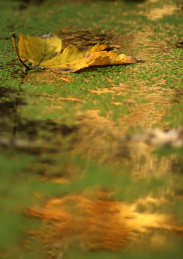 Der Chefkoch empfiehlt ...