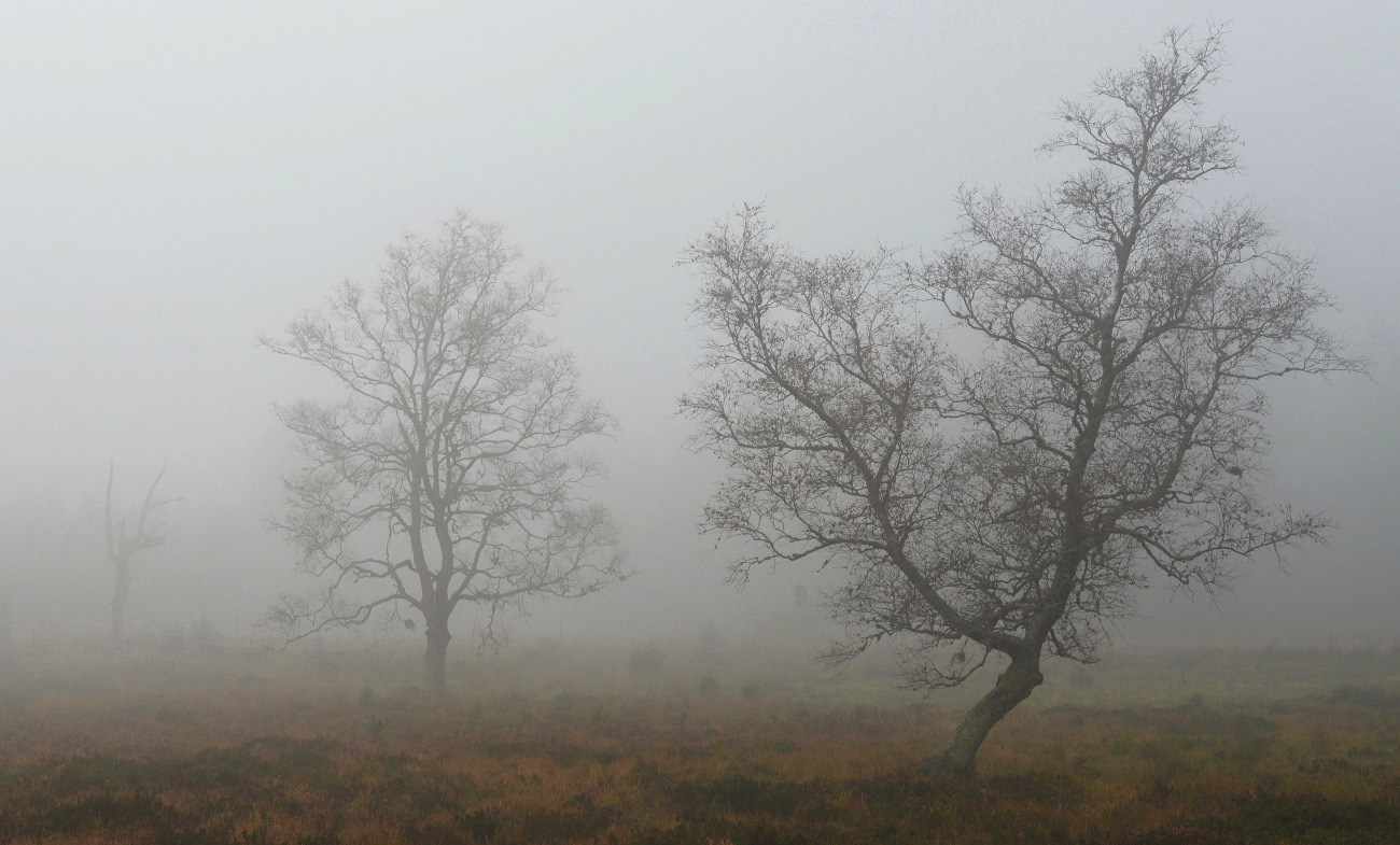 Im Herbstnebel