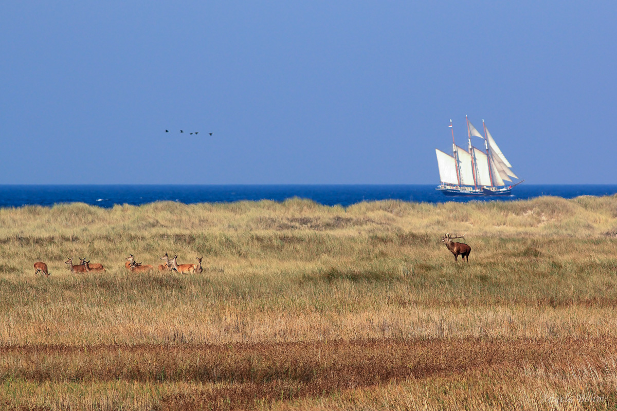 Ein Schiff, ein Hirsch und noch "vielmeer";-)...