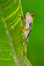Rotaugenlaubfrosch