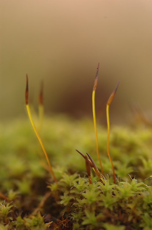 Die Drei von der Tankstelle und Ihr Nachwuchs ;-)