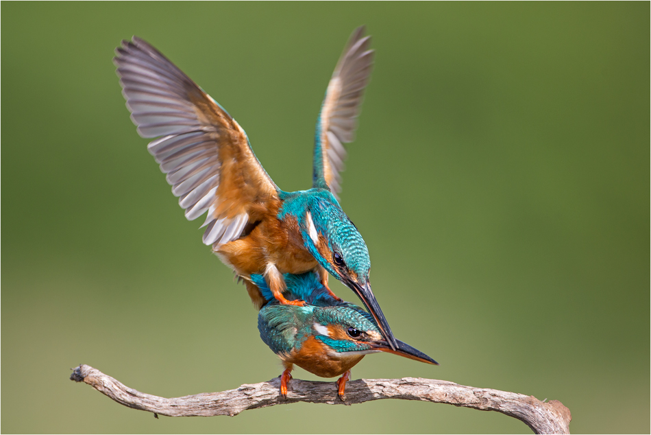 Sie haben es getan ....