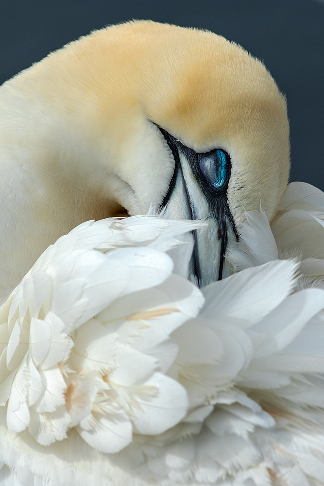 Basstölpel bei der Gefiederpflege