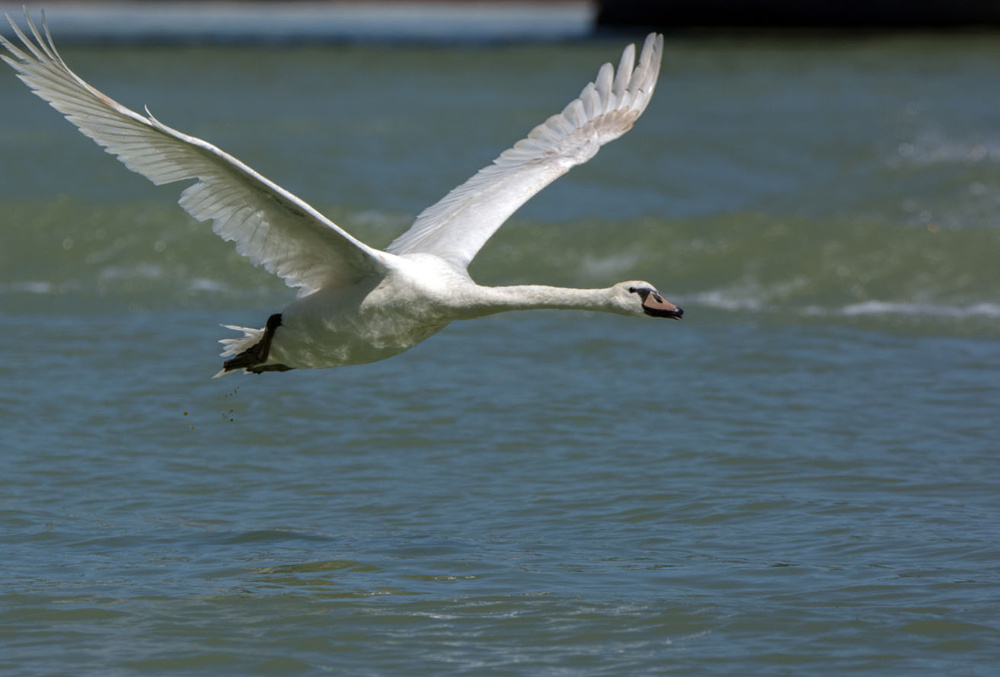 der fliegende schwan