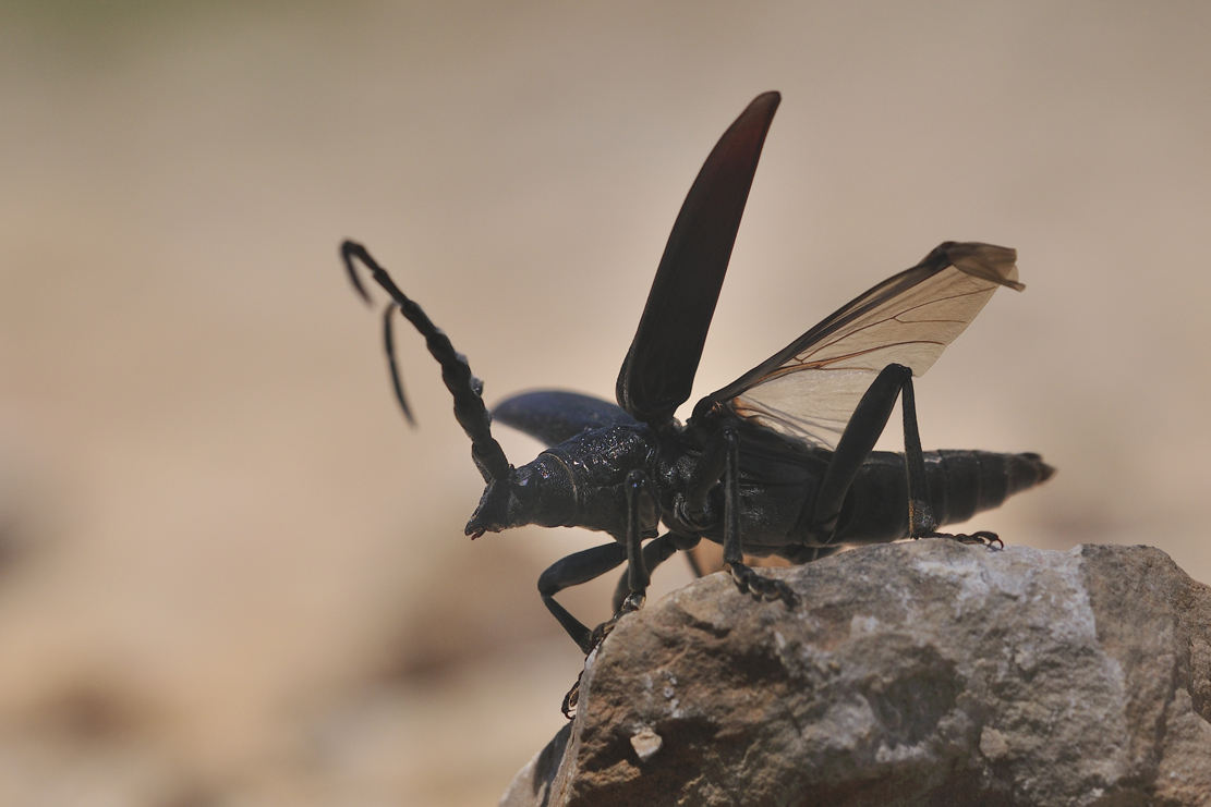 Großer Eichenbock (Cerambyx cerdo)