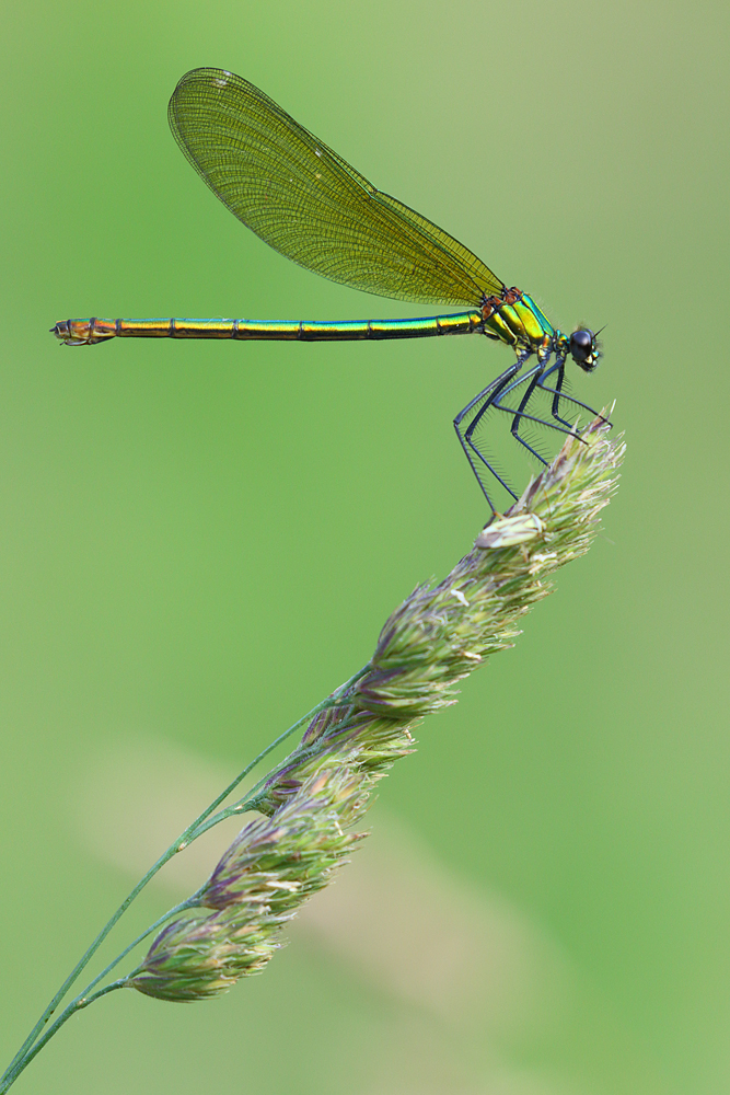 Ein Prachtlibellensommer