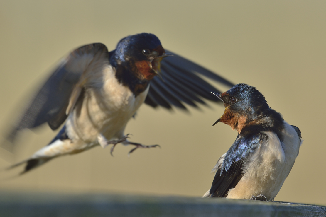 Rauchschwalben (hirundo rustica)