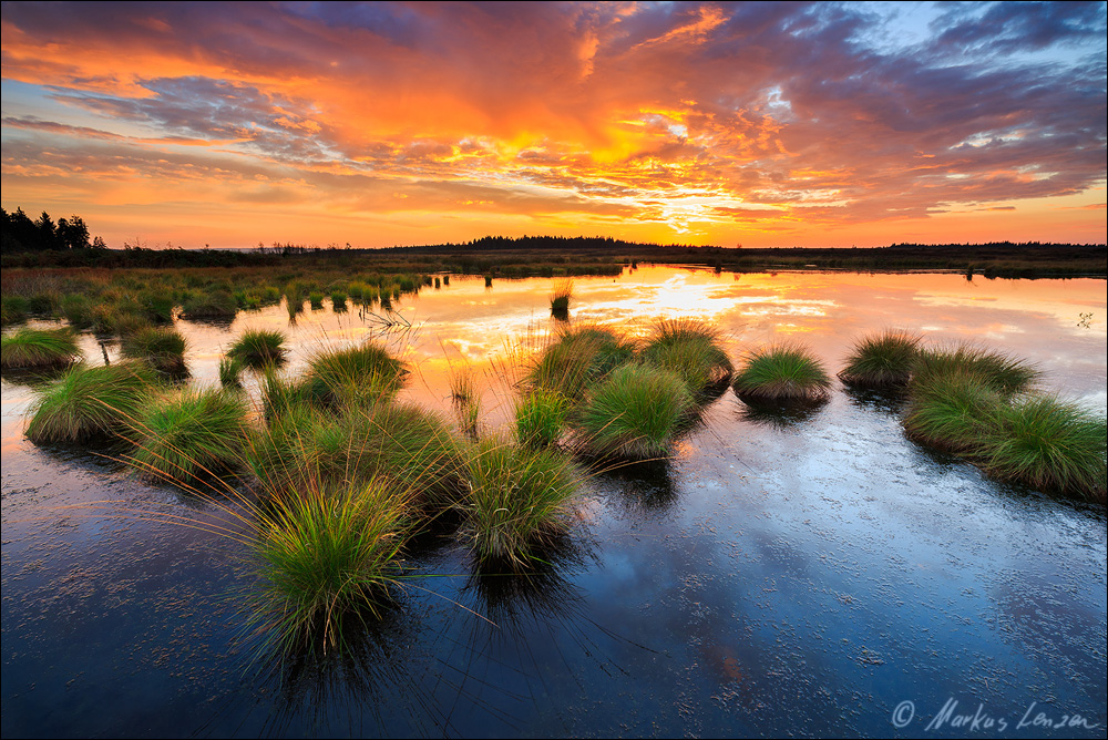 Farbenexplosion im Brackvenn