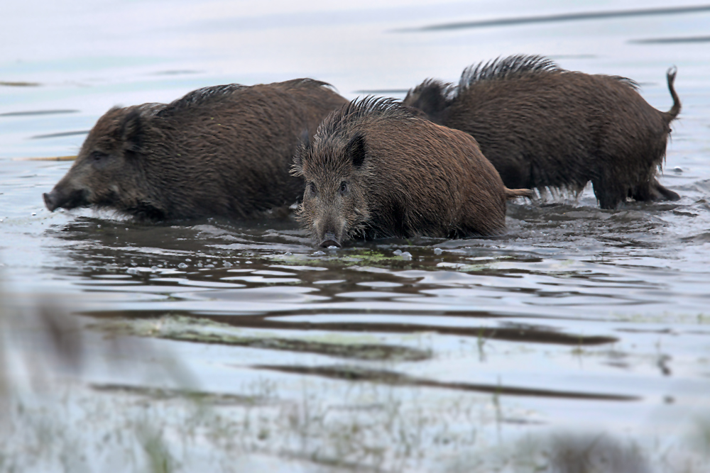 Wildschweine