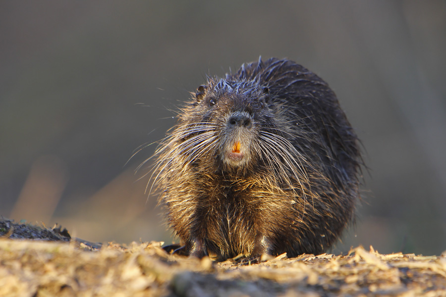 Nach dem "Schüttler"...