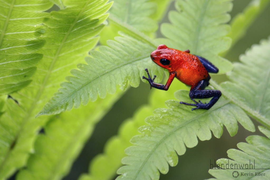 Oophaga pumilio