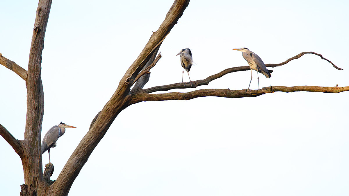 Der Reiherschlafbaum