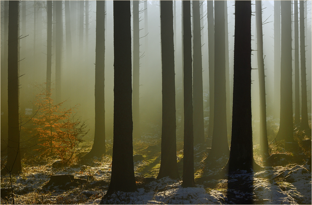 Warum in die Ferne schweifen .....